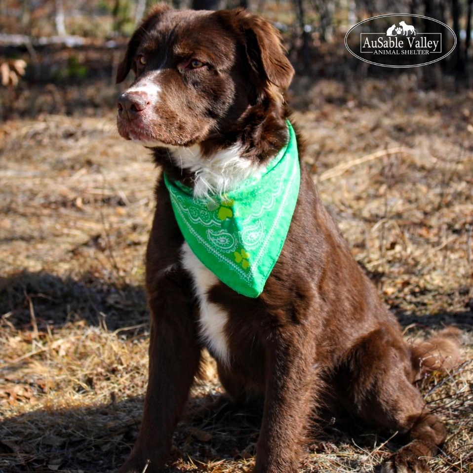 Enlarge Rambo, a ADOPTABLE Mixed Breed in Grayling, MI image 2/6