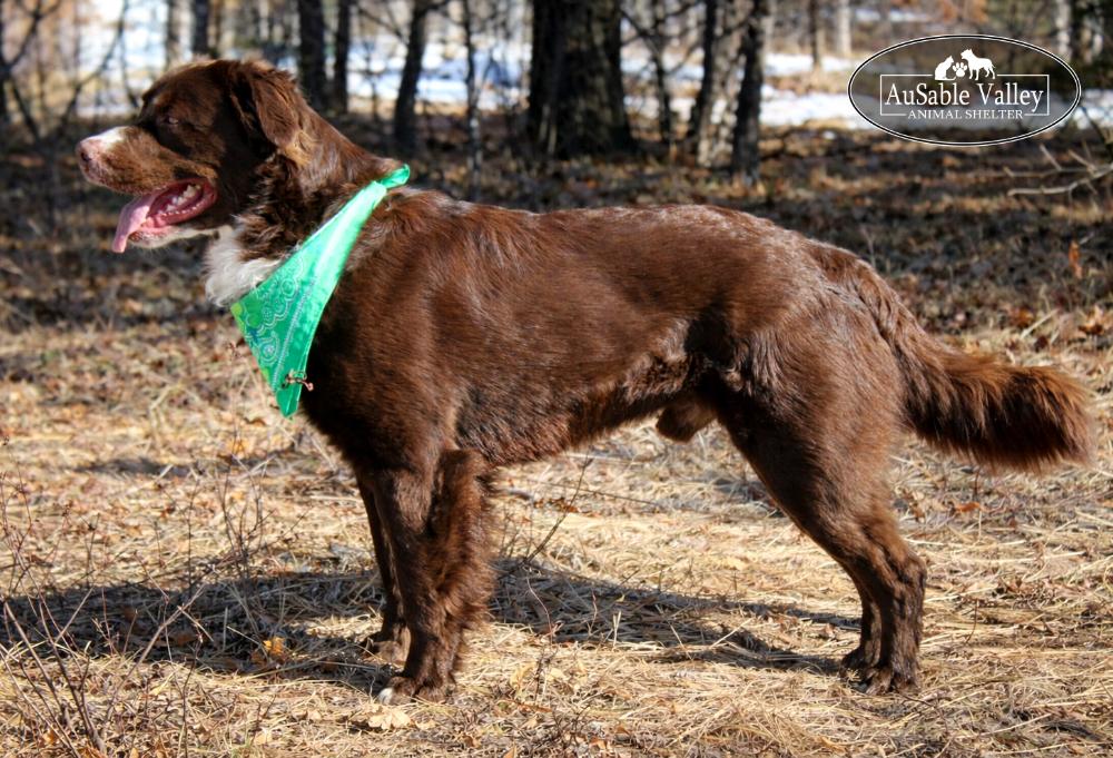 Enlarge Rambo, a ADOPTABLE Mixed Breed in Grayling, MI image 3/6