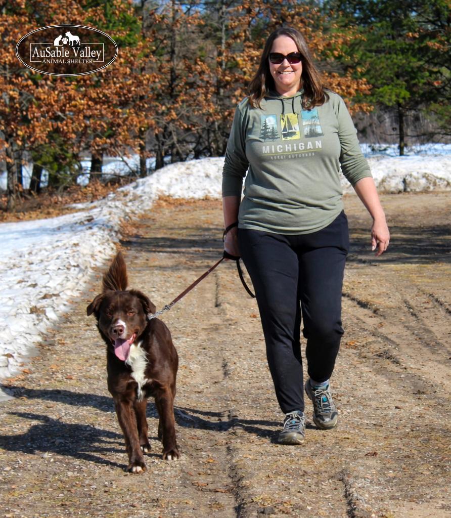 Enlarge Rambo, a ADOPTABLE Mixed Breed in Grayling, MI image 4/6