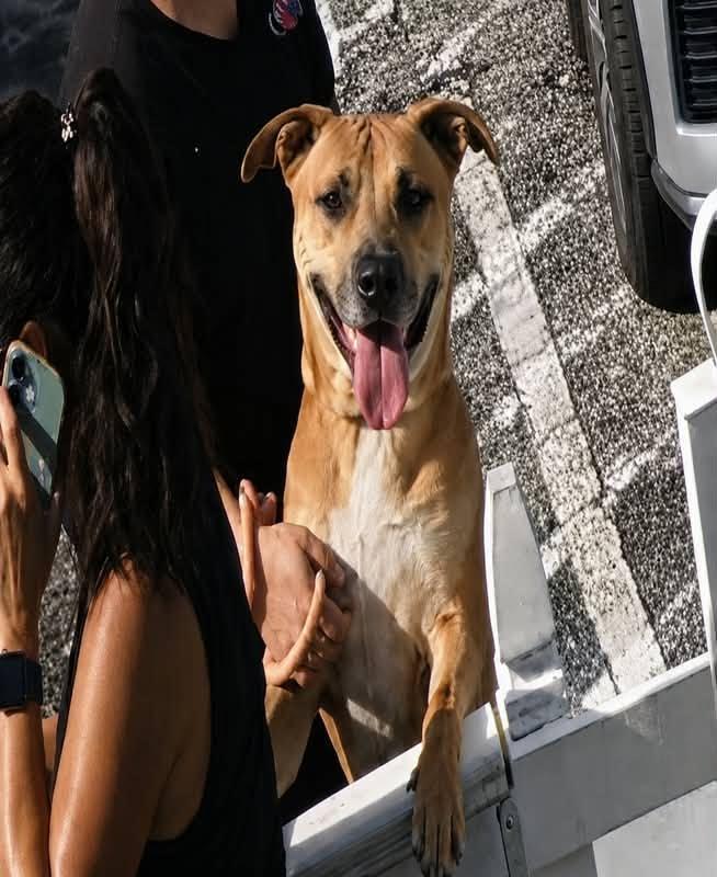 Enlarge Brutus, a Adopted mixed breed in Pompano Beach, FL image 1/1
