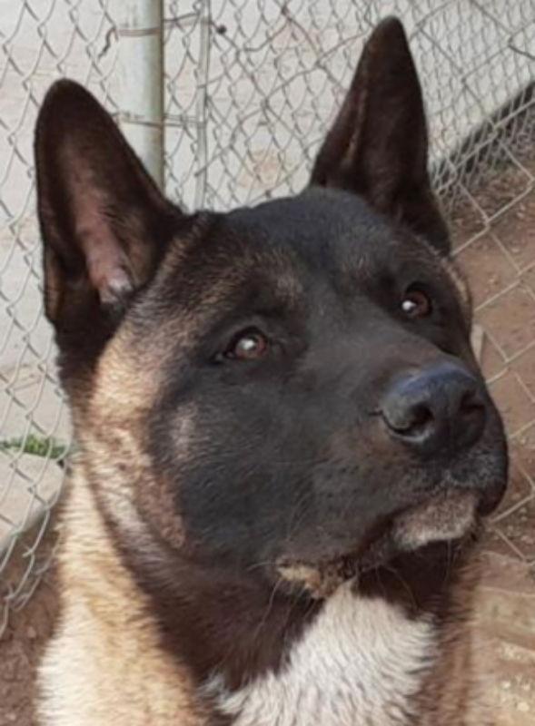Yoshi, a Adoptable Akita in Romoland, CA image 1/3