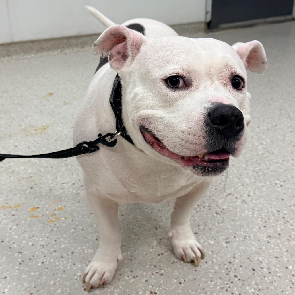 Rueben, Adoptable, Adult Male Terrier & Mixed Breed.