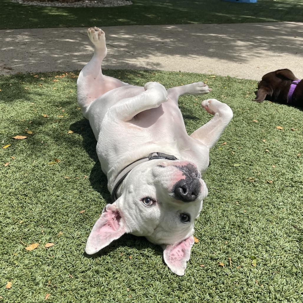 Enlarge Rueben, a Adoptable mixed breed in Indianapolis, IN image 2/4