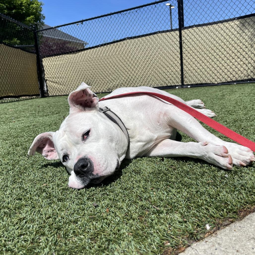Enlarge Rueben, a Adoptable mixed breed in Indianapolis, IN image 3/4