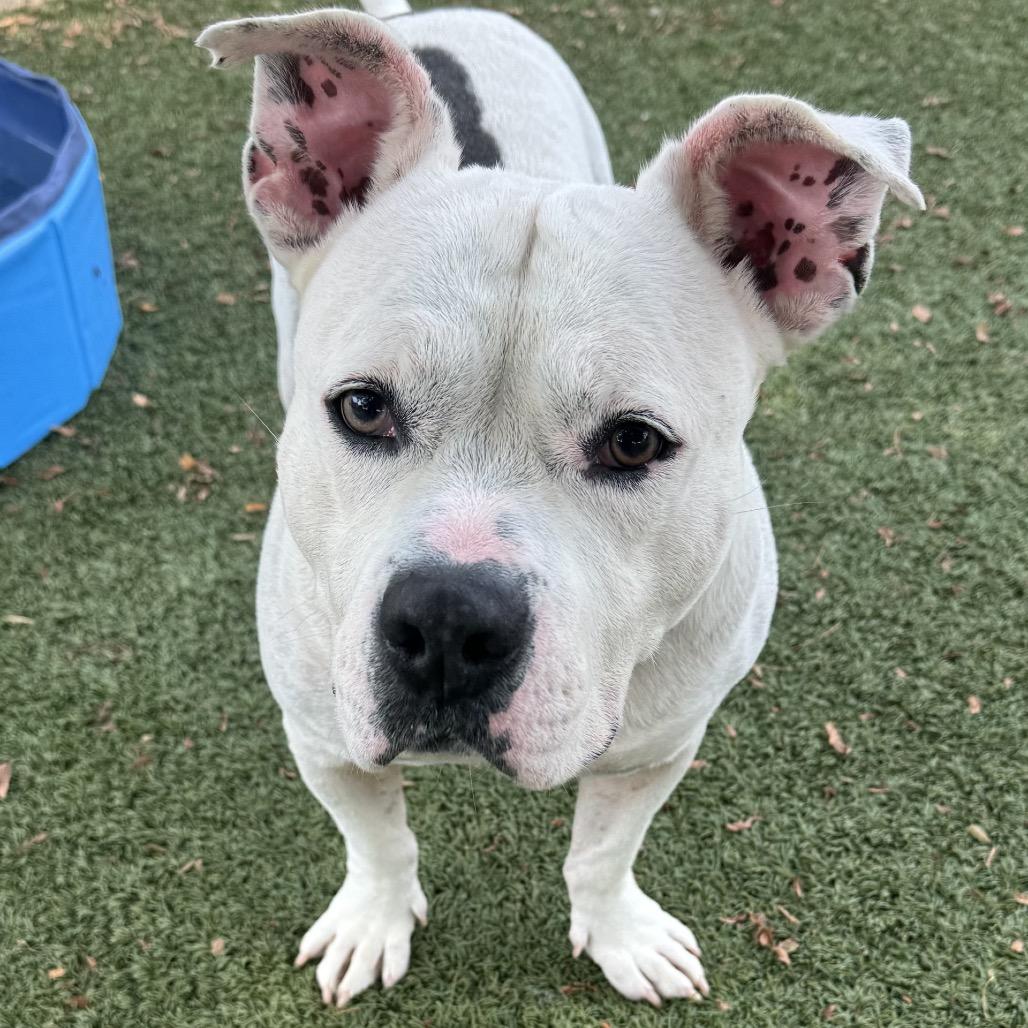 Enlarge Rueben, a Adoptable mixed breed in Indianapolis, IN image 4/4