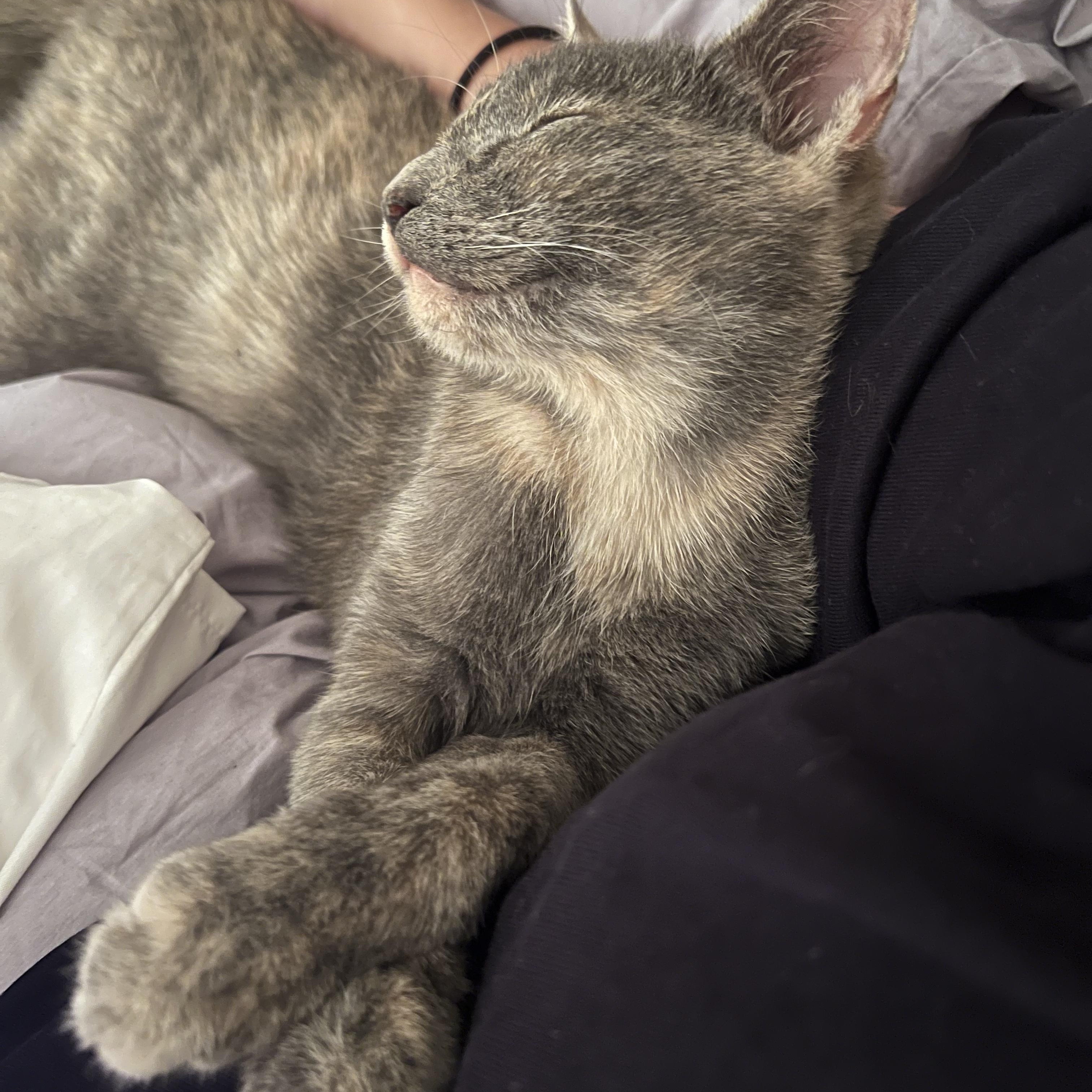 Beautiful Bella, a Adoptable Domestic Short Hair in Florham Park, NJ image 6/6
