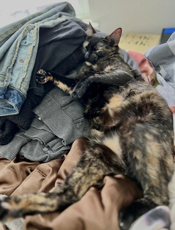 Church, ADOPTABLE, Young Female Manx & American Shorthair.