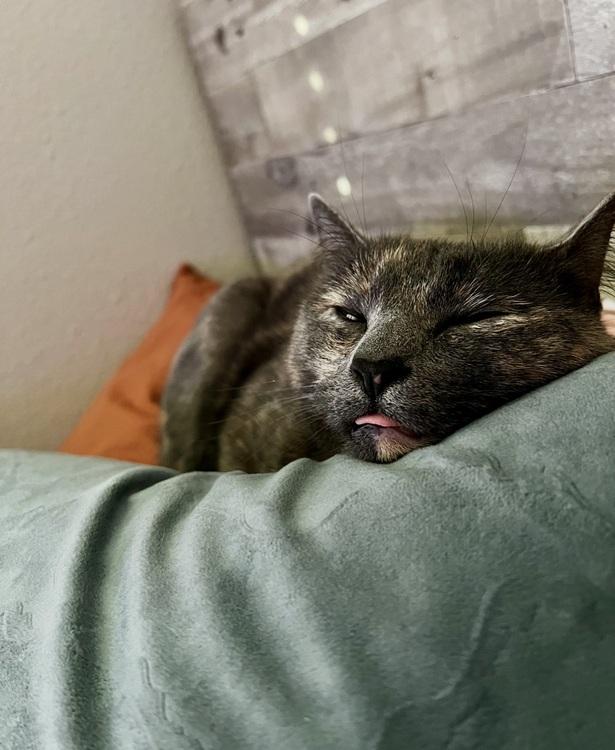 Enlarge Church, a ADOPTABLE mixed breed in Richardson, TX image 3/4