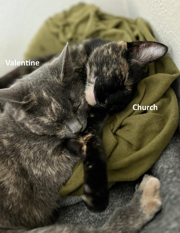 Enlarge Church, a ADOPTABLE mixed breed in Richardson, TX image 4/4