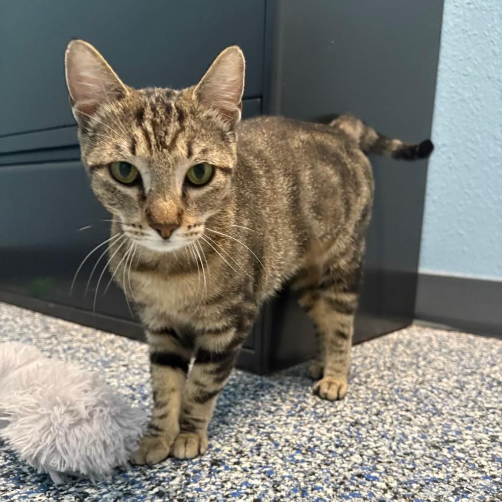 Monet, Adoptable, Young Female Domestic Short Hair.