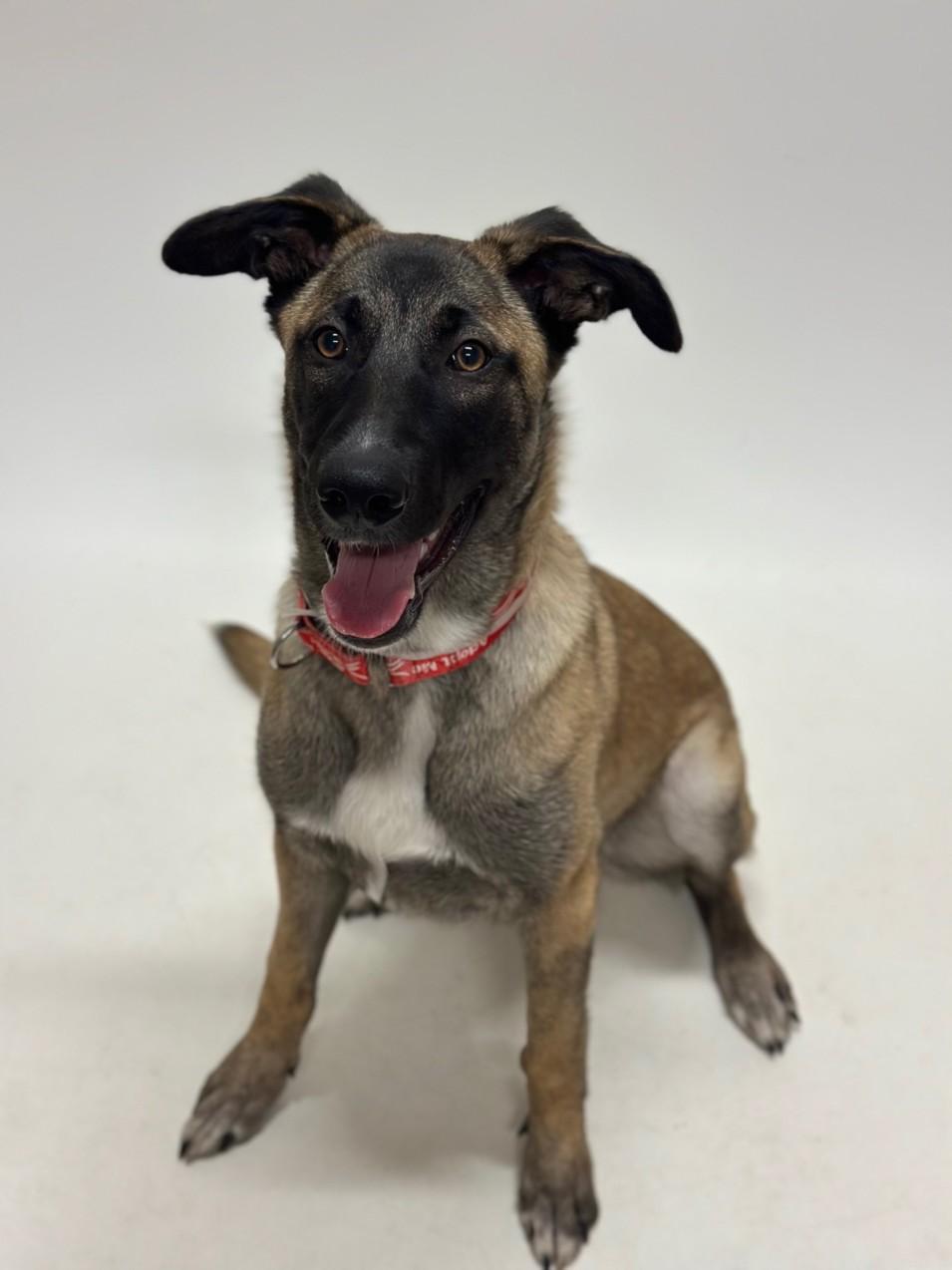CHARDONNAY, Adoptable, Young Female Belgian Shepherd / Malinois.