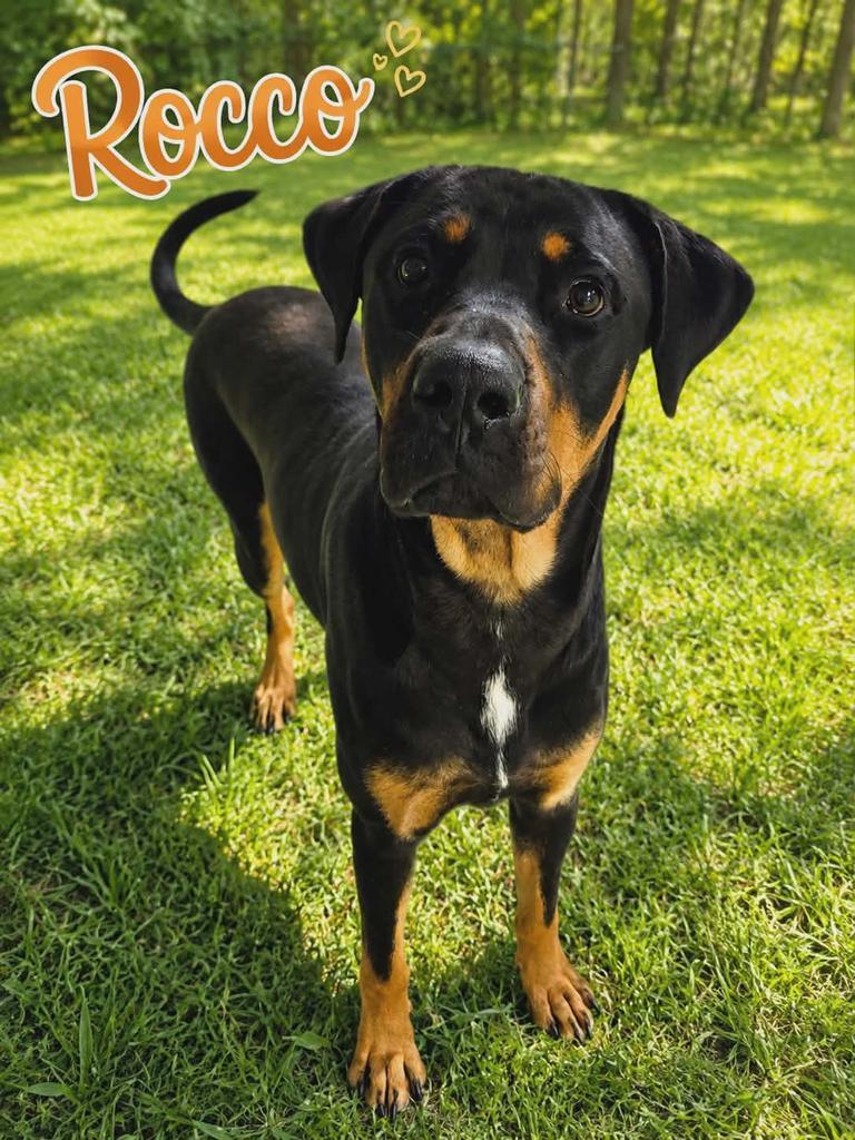 Rocco, Adoptable, Young Male Rottweiler.