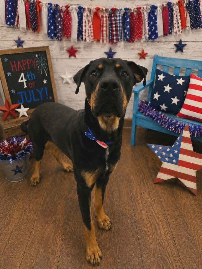 Rocco, a Adoptable Rottweiler in Livingston, LA image 2/3