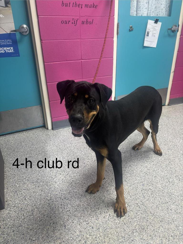 Rocco, a Adoptable Rottweiler in Livingston, LA image 3/3