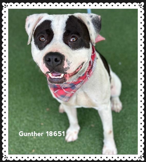 GUNTHER, a ADOPTABLE American Staffordshire Terrier in Marietta, GA image 3/6