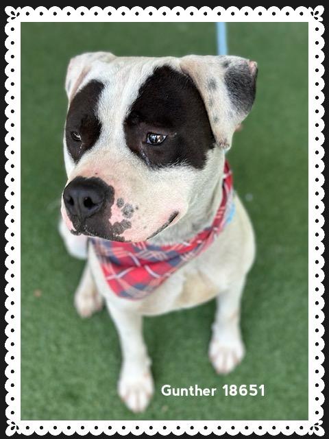 GUNTHER, a ADOPTABLE American Staffordshire Terrier in Marietta, GA image 2/6