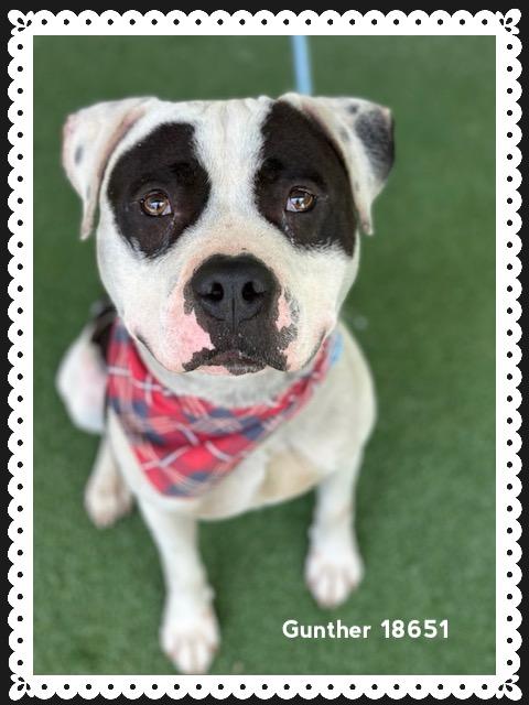 GUNTHER, a ADOPTABLE American Staffordshire Terrier in Marietta, GA image 6/6