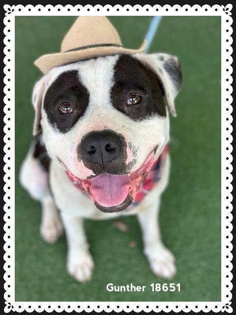 GUNTHER, a ADOPTABLE American Staffordshire Terrier in Marietta, GA image 4/6