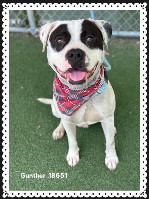 GUNTHER, a ADOPTABLE American Staffordshire Terrier in Marietta, GA image 5/6