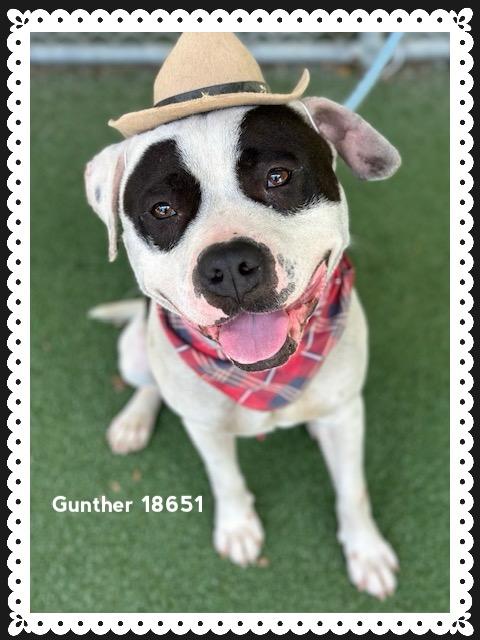 GUNTHER, ADOPTABLE, Adult Male American Staffordshire Terrier.