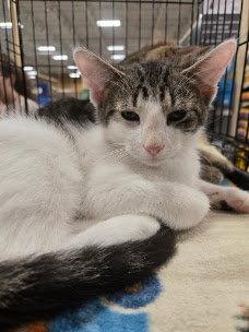 Enlarge Henry, a Adoptable Domestic Short Hair in Norwood, OH image 1/1
