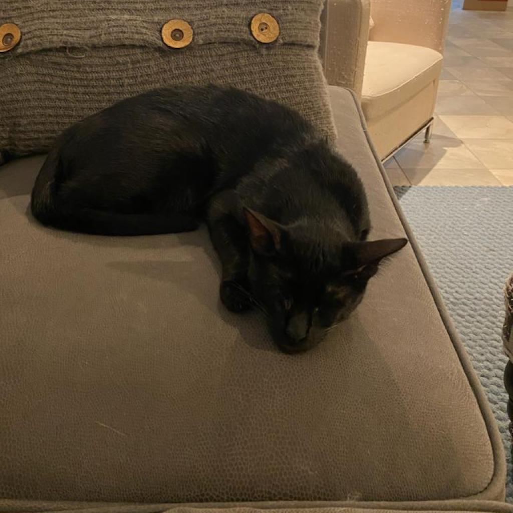 Stevie, Adoptable, Adult Male Domestic Short Hair.