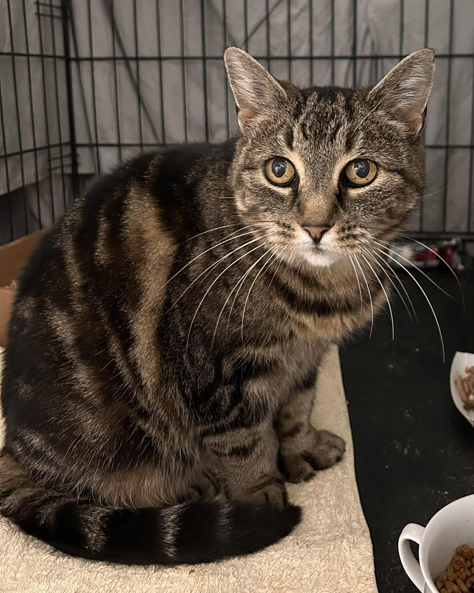 Enlarge Darling, a ADOPTABLE Domestic Short Hair in Westfield, MA image 1/1