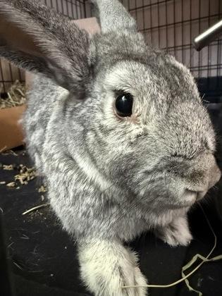 Noodles, Adoptable, Adult Female American & American.
