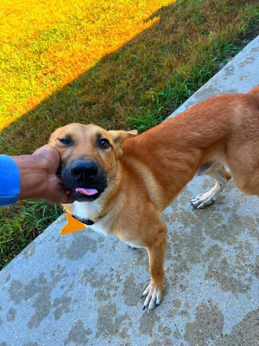 Goku, Adoptable, Young Female German Shepherd Dog.