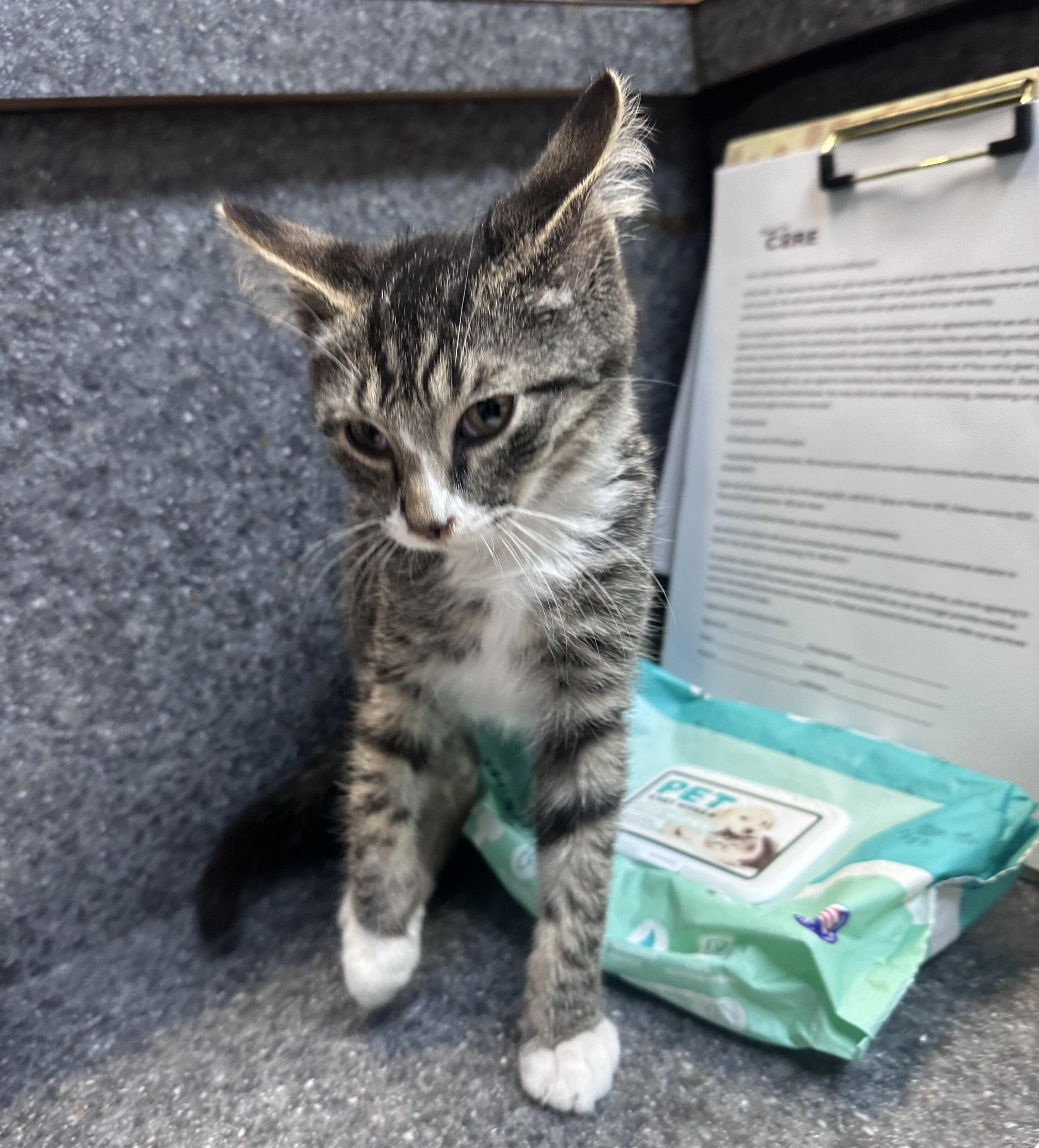 Enlarge Tiny, a Adoptable Domestic Short Hair in Dyersburg, TN image 2/3