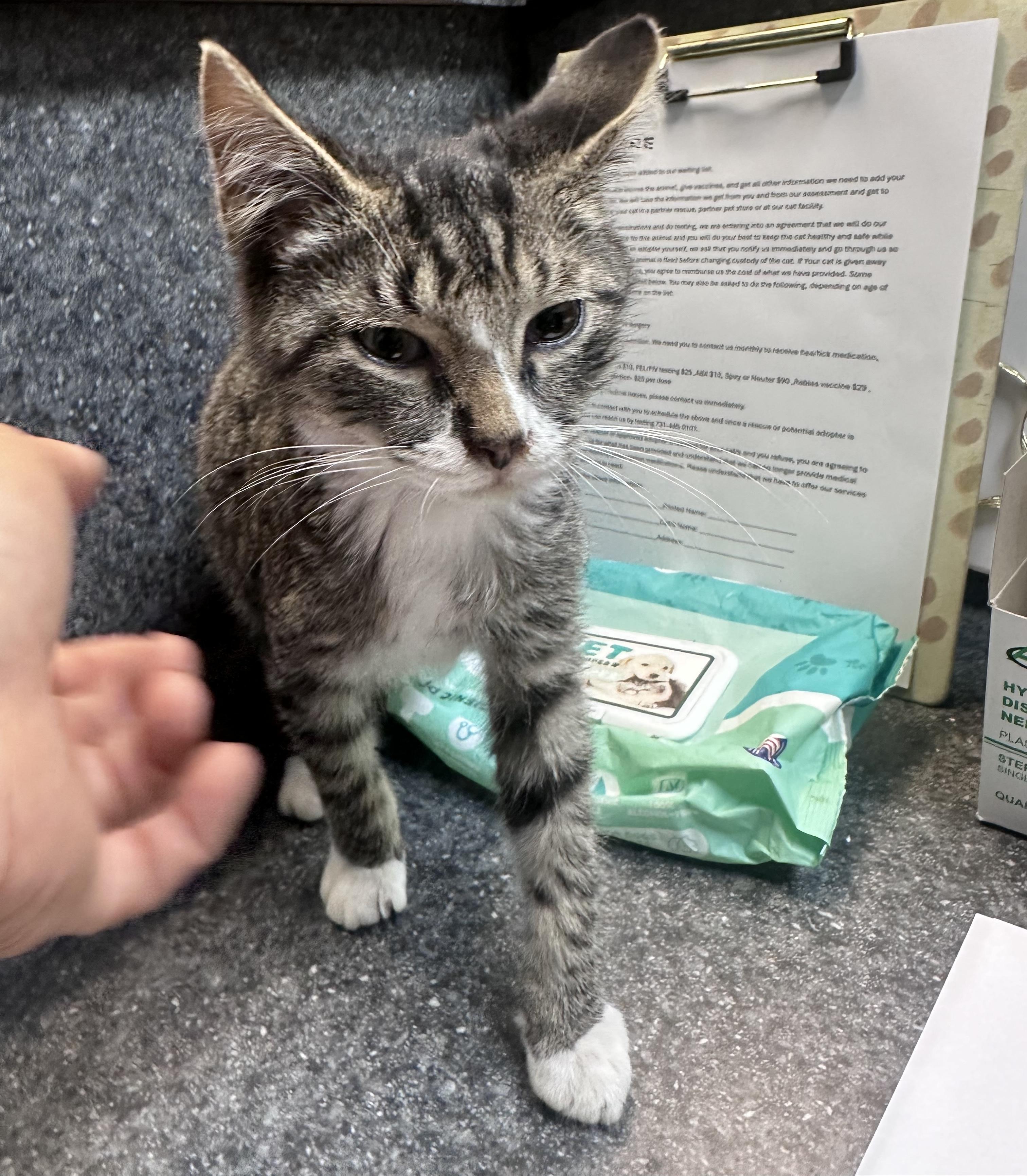 Tiny, Adoptable, Young Male Domestic Short Hair.