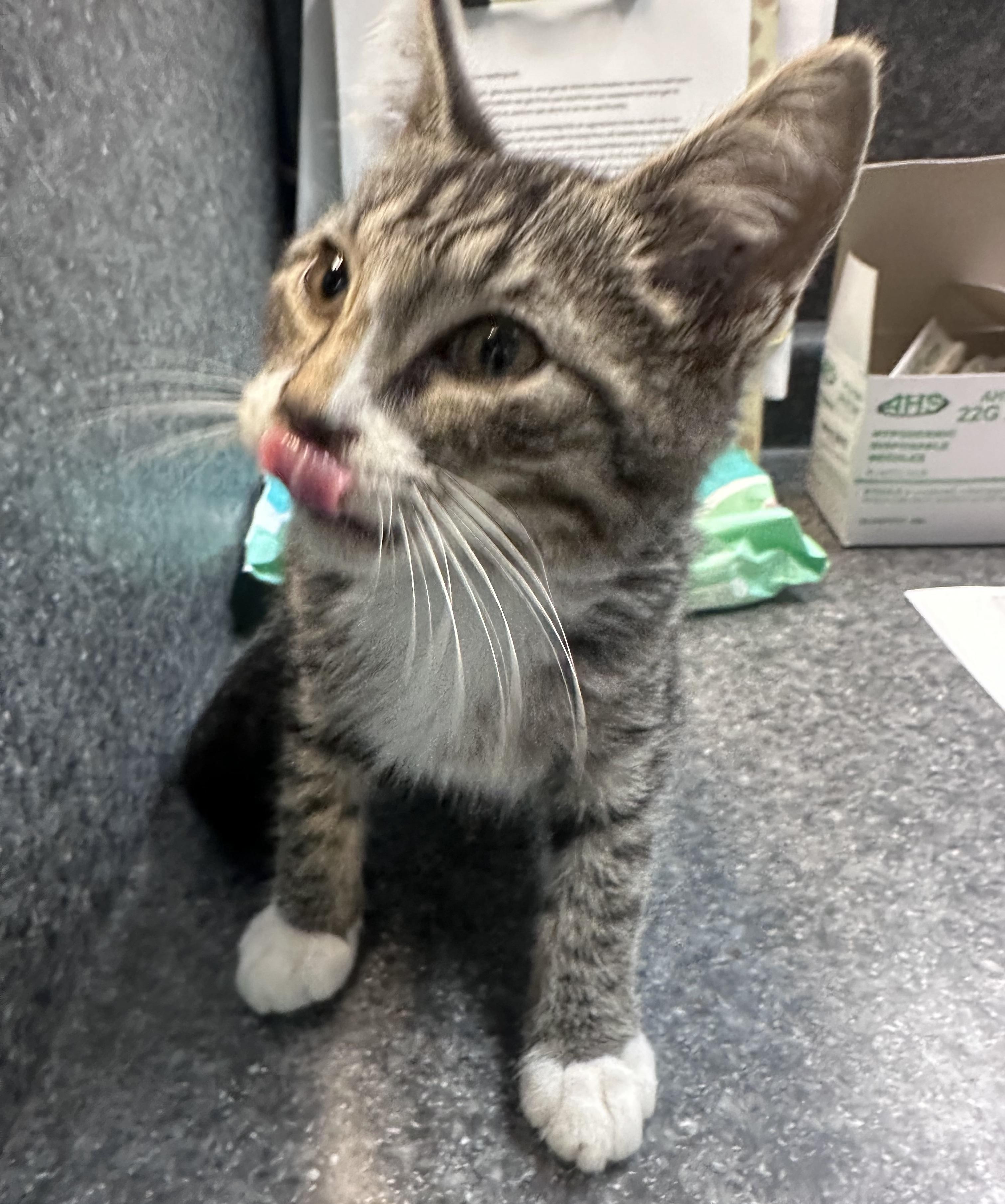 Enlarge Tiny, a Adoptable Domestic Short Hair in Dyersburg, TN image 3/3