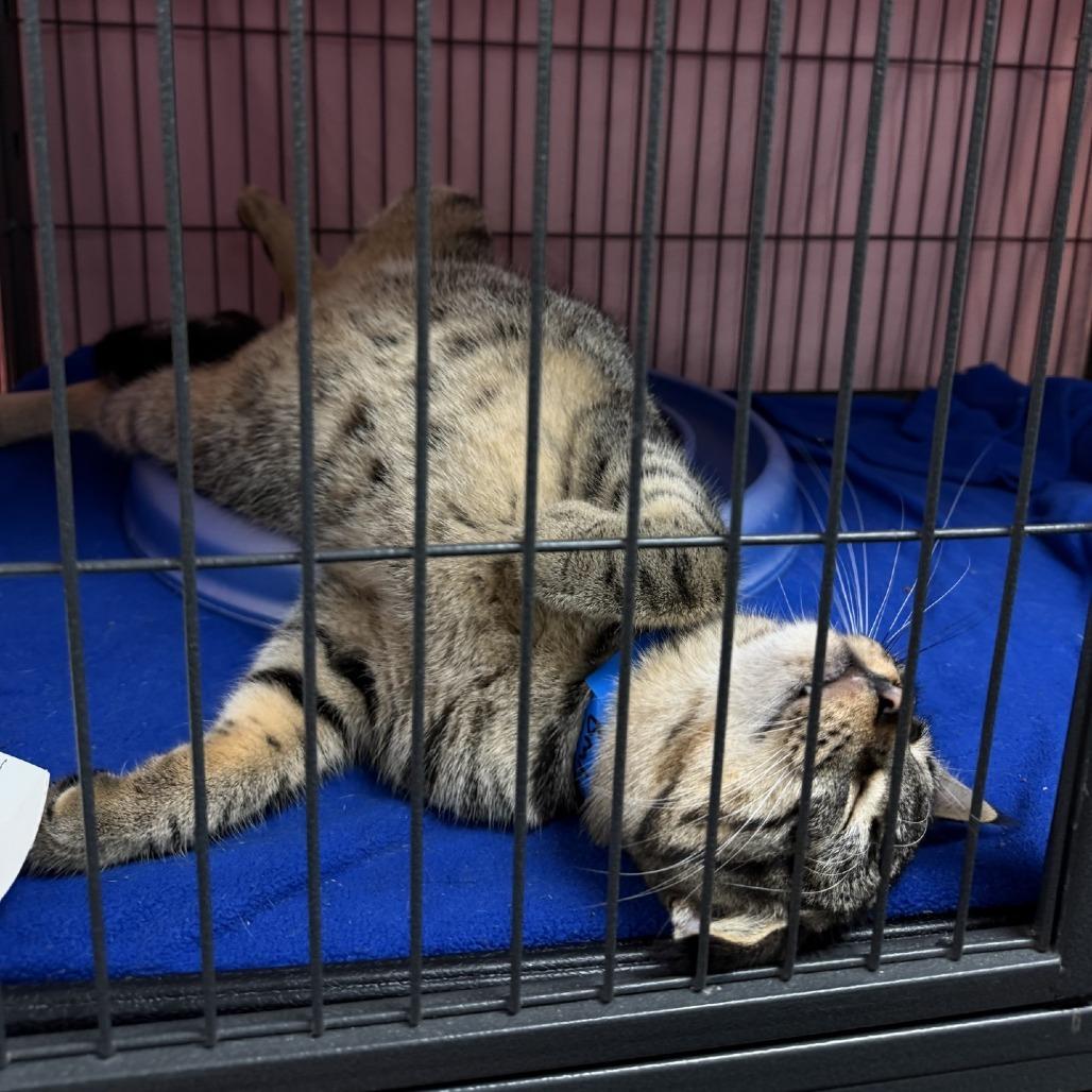 Brahma, Adoptable, Young Male Domestic Short Hair.