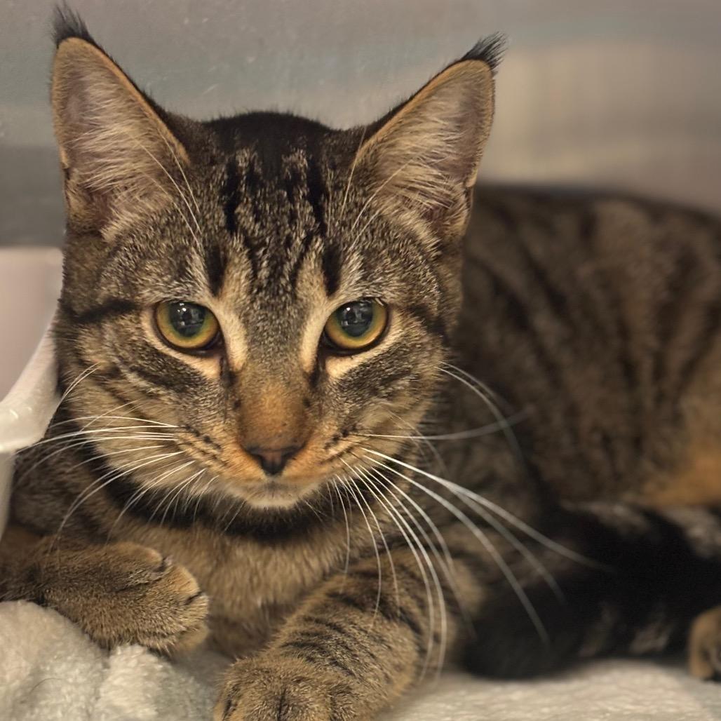 Brahma, Adoptable, Young Male Domestic Short Hair.