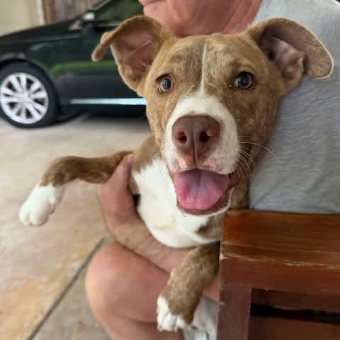 CorridorV0ls, a Adoptable mixed breed in Coralville, IA image 1/6
