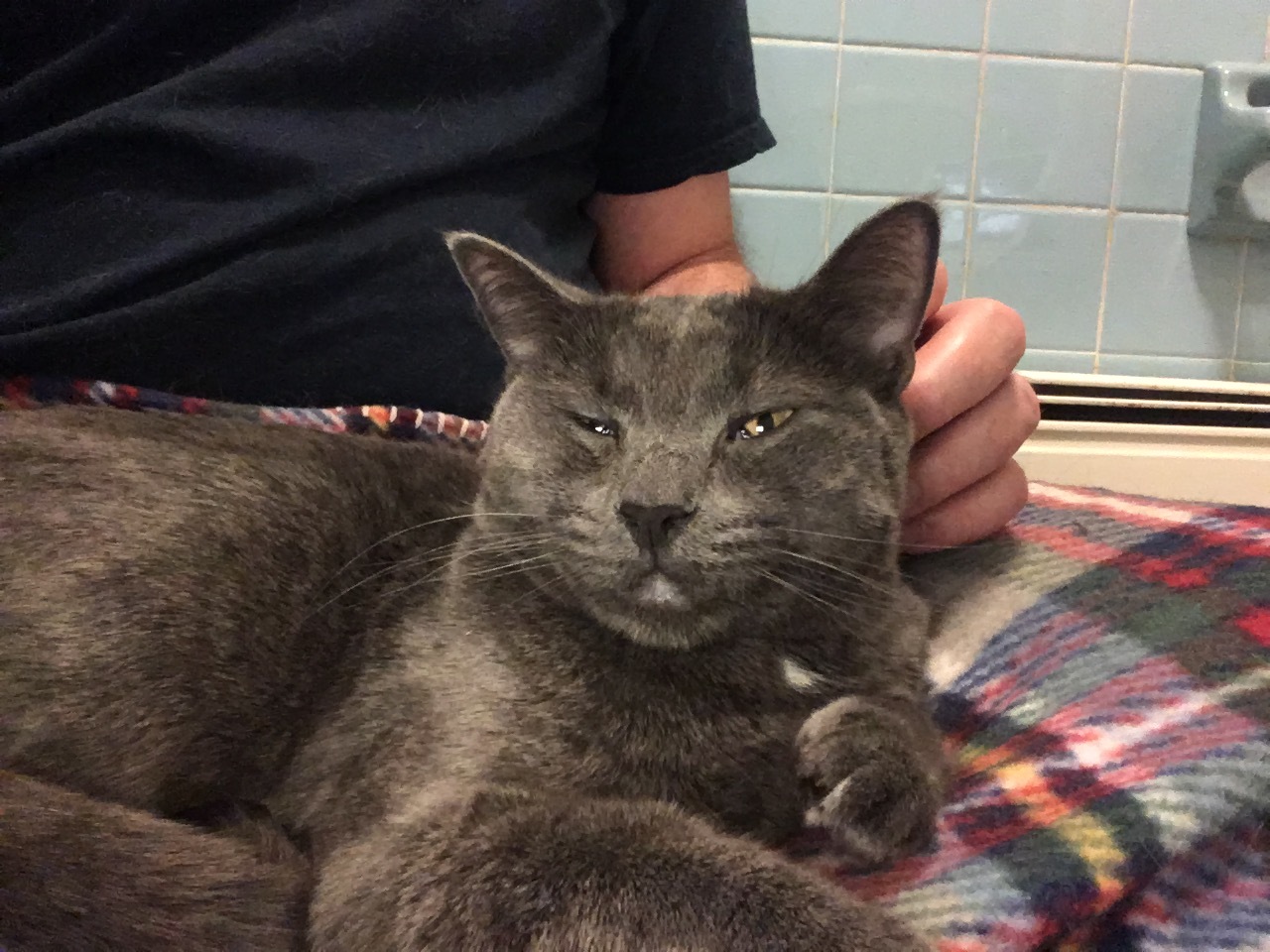 Enlarge Marvin and Aretha, a Adoptable Domestic Short Hair in Weehawken, NJ image 1/13