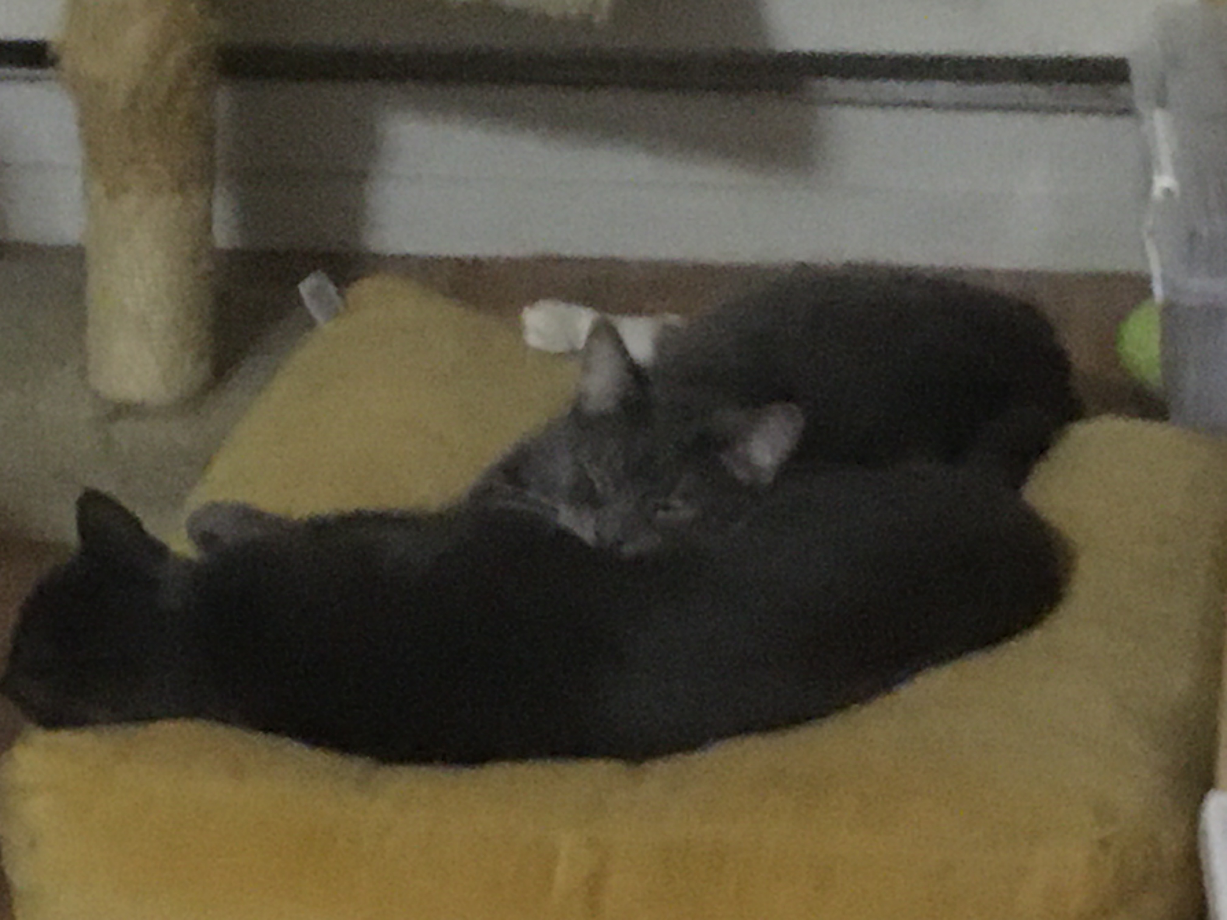 Enlarge Marvin and Aretha, a Adoptable Domestic Short Hair in Weehawken, NJ image 2/13