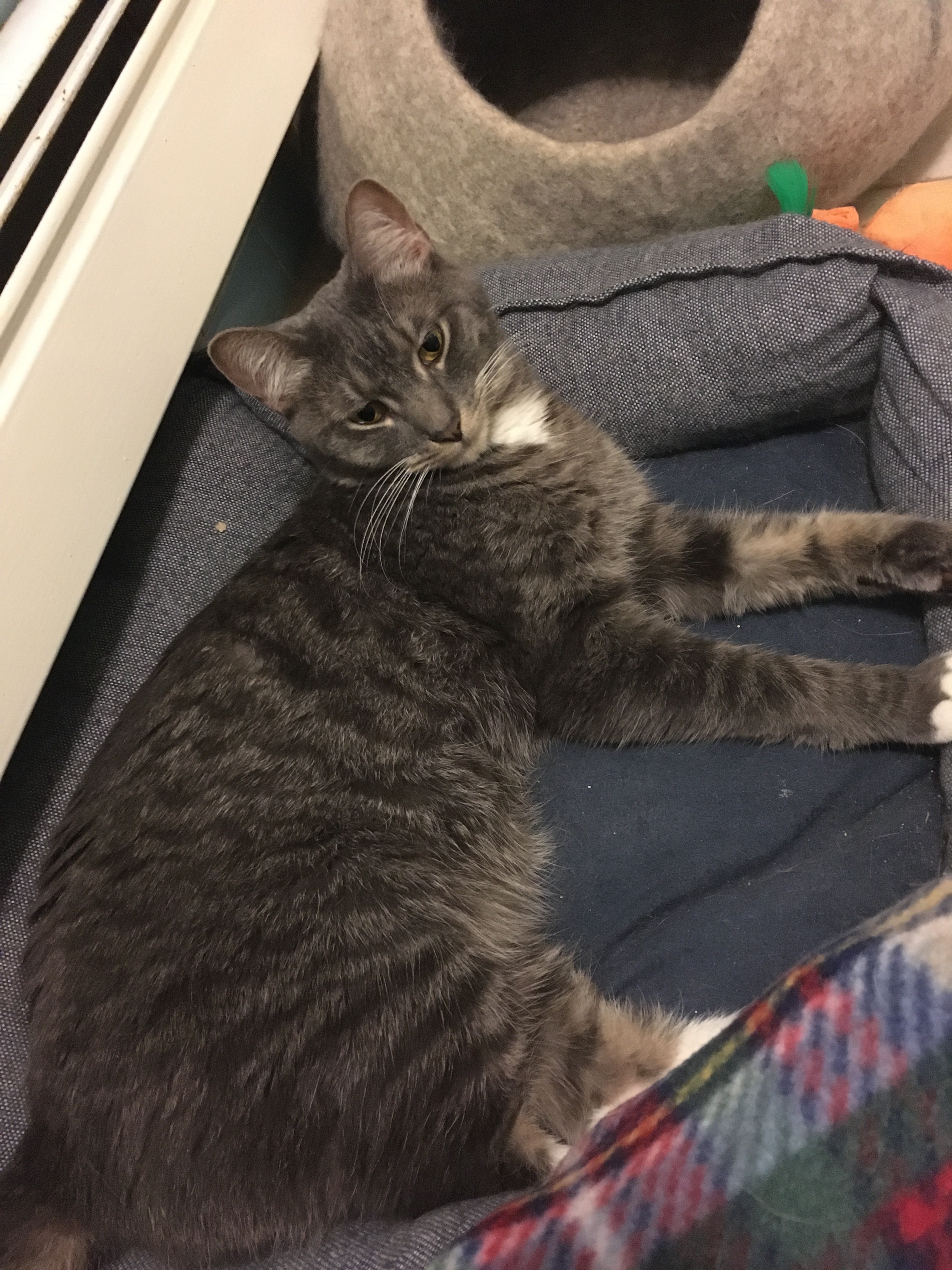 Enlarge Marvin and Aretha, a Adoptable Domestic Short Hair in Weehawken, NJ image 3/13