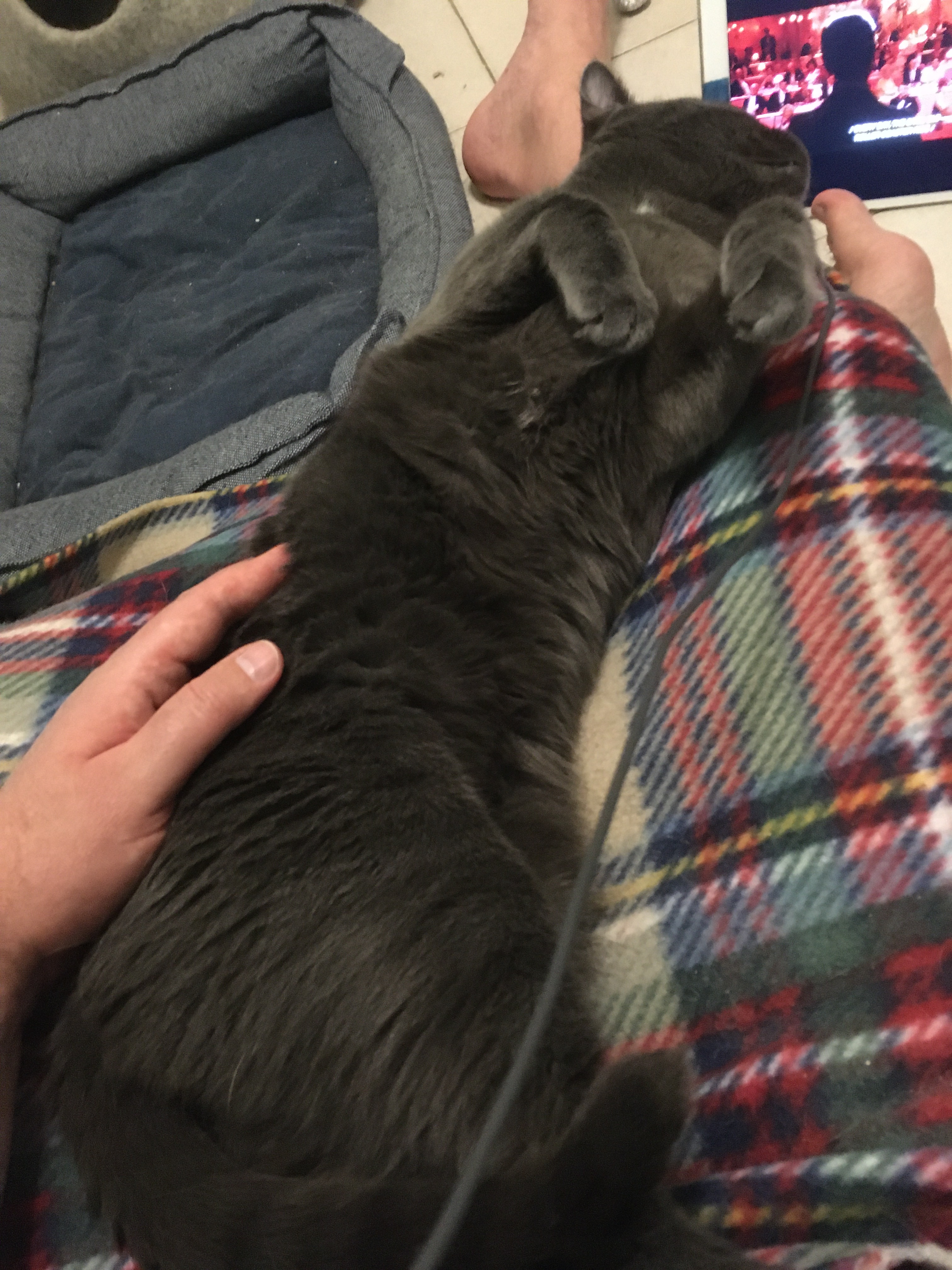 Enlarge Marvin and Aretha, a Adoptable Domestic Short Hair in Weehawken, NJ image 4/13