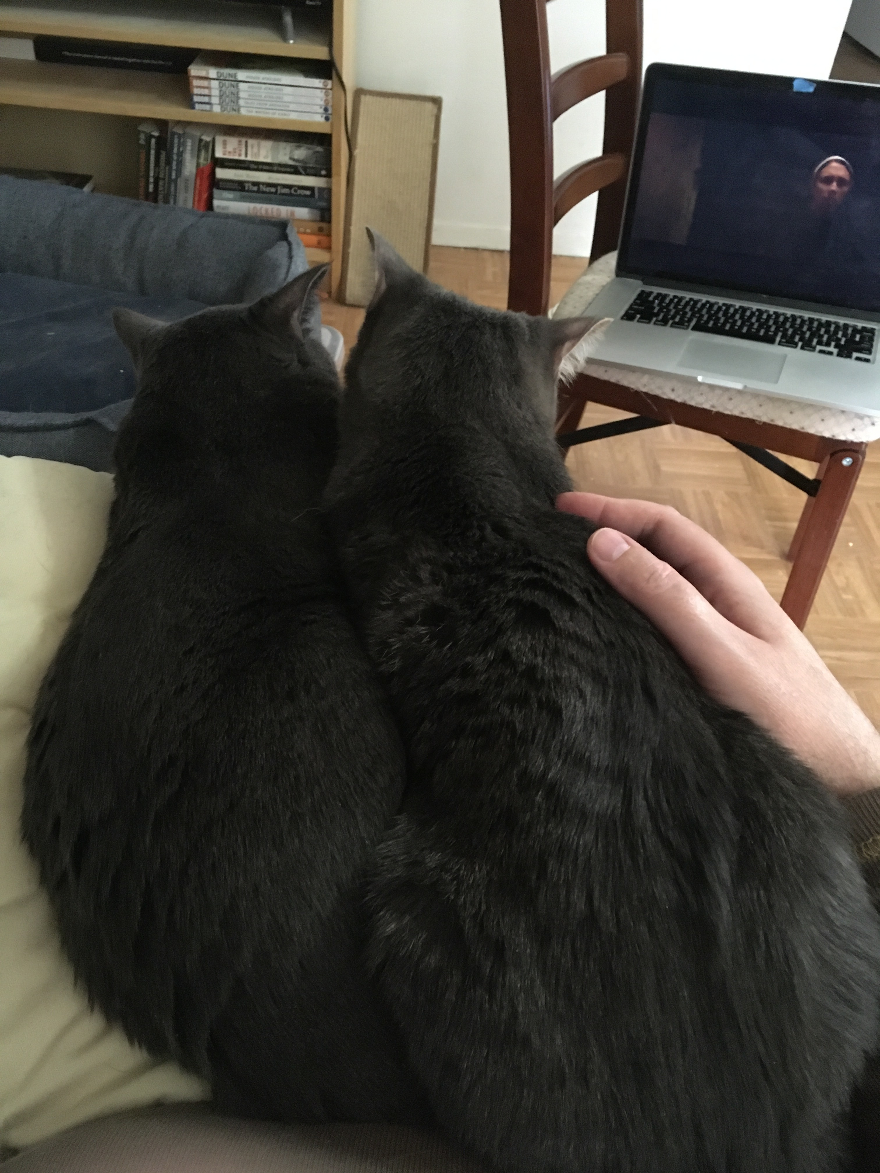 Enlarge Marvin and Aretha, a Adoptable Domestic Short Hair in Weehawken, NJ image 5/13