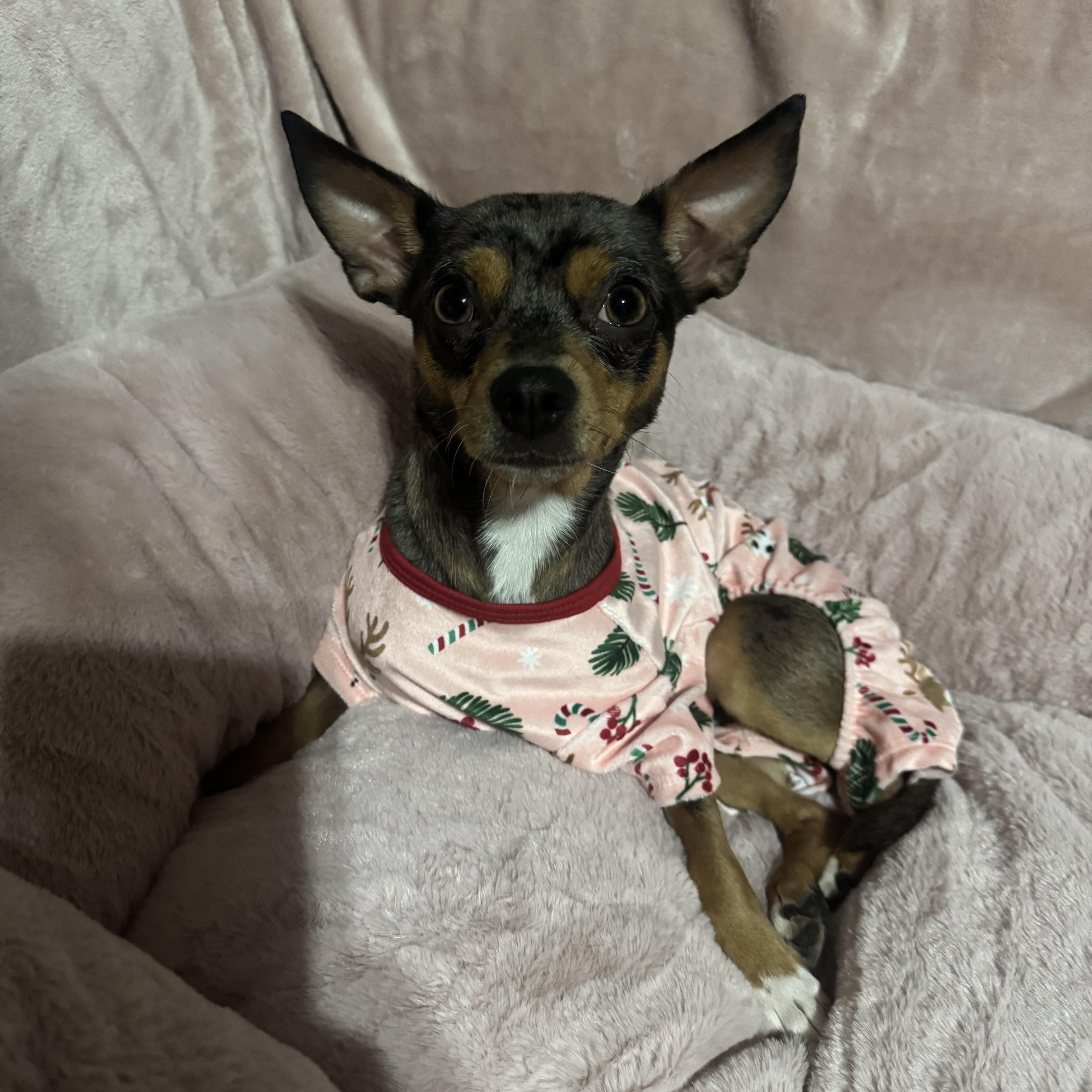 Maisy, a ADOPTABLE Chihuahua in Cedar Rapids, IA image 1/5