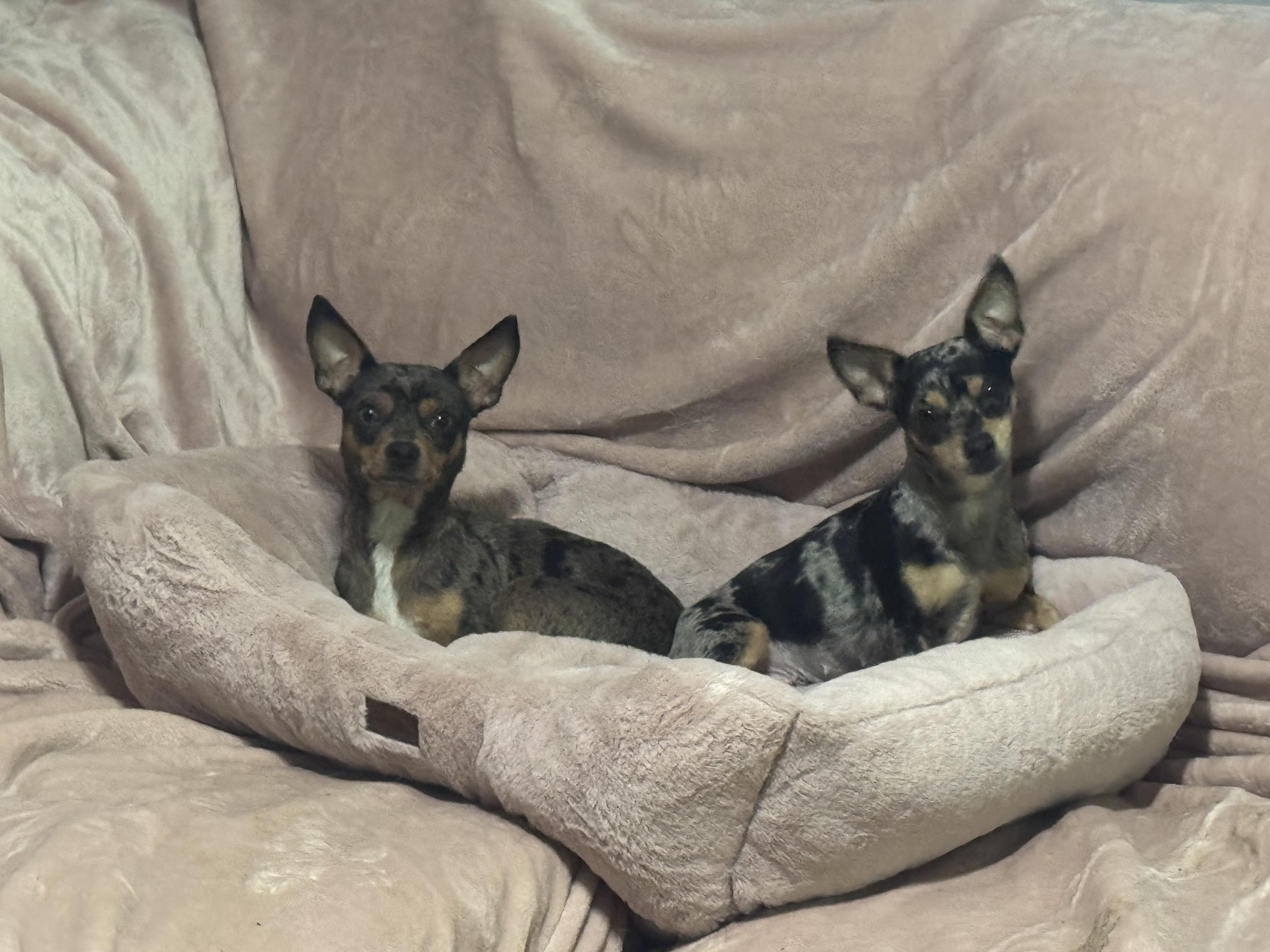 Maisy, a ADOPTABLE Chihuahua in Cedar Rapids, IA image 2/5