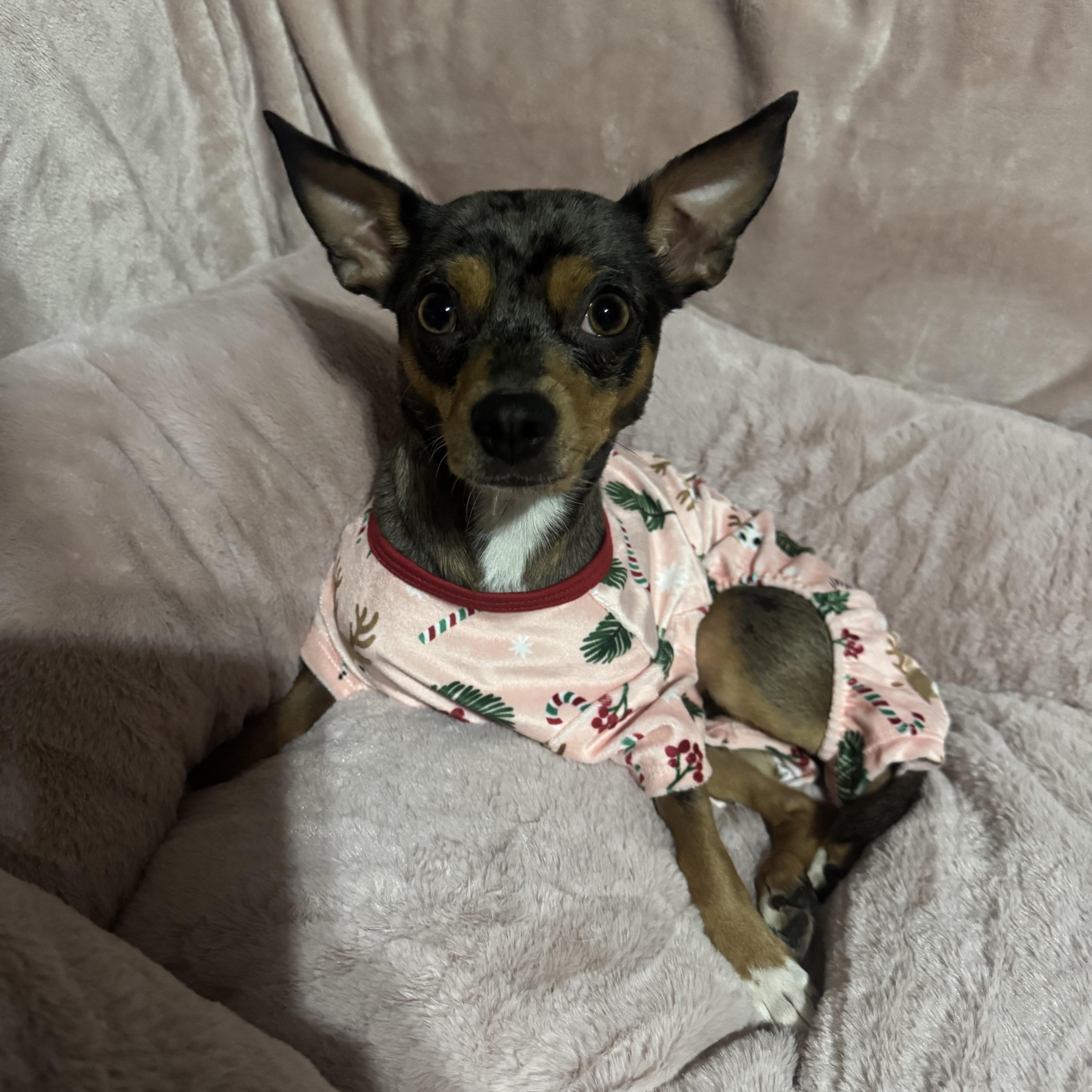 Maisy, a ADOPTABLE Chihuahua in Cedar Rapids, IA image 3/5