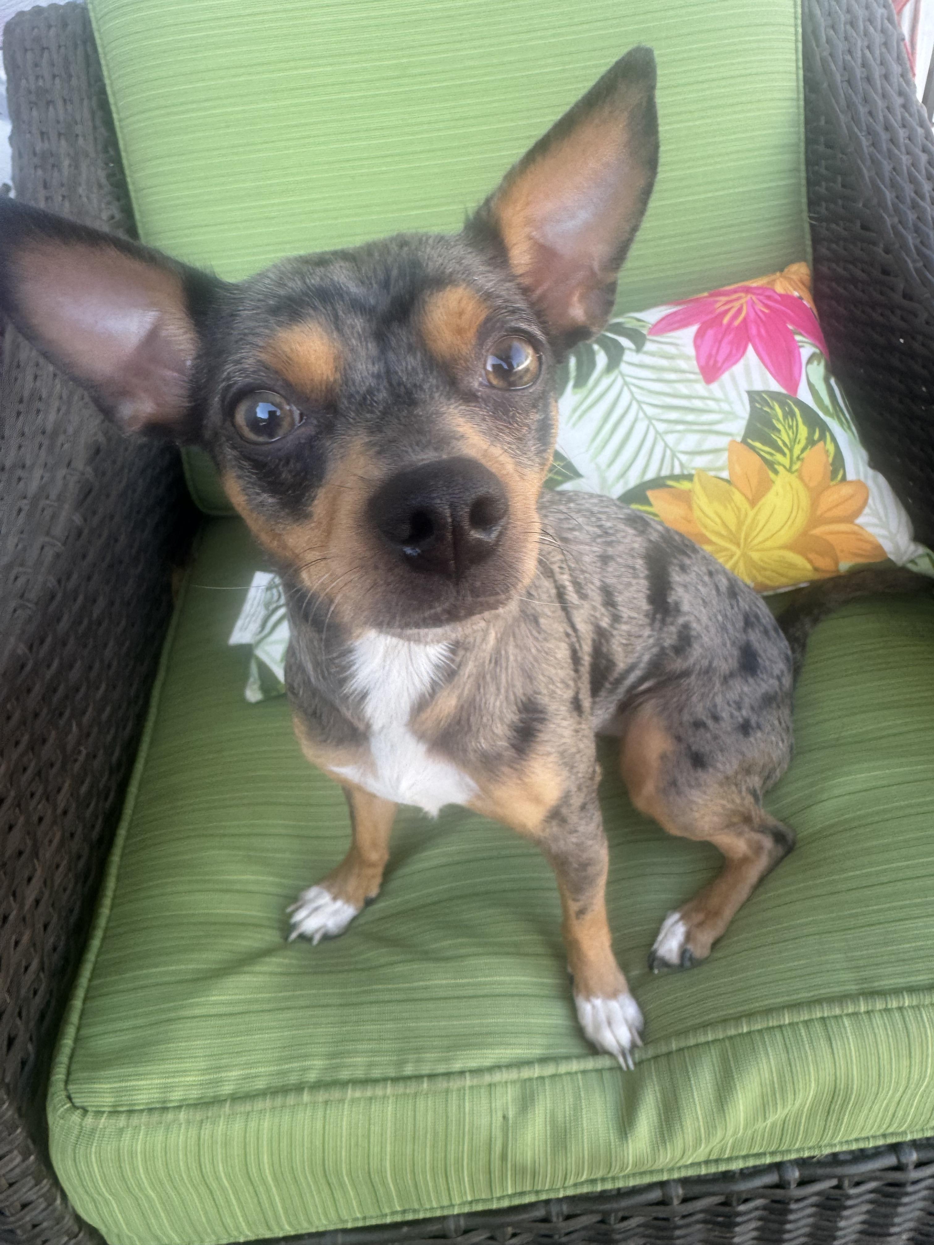 Maisy, a ADOPTABLE Chihuahua in Cedar Rapids, IA image 5/5