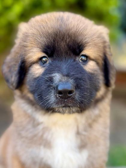 Enlarge Seamus, a Adoptable mixed breed in Kingwood, TX image 1/3