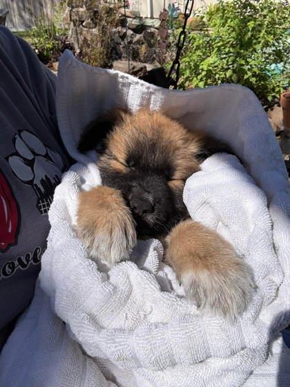 Enlarge Seamus, a Adoptable mixed breed in Kingwood, TX image 2/3