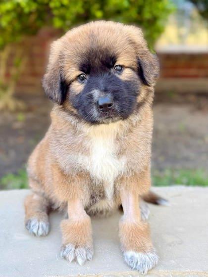 Enlarge Seamus, a Adoptable mixed breed in Kingwood, TX image 3/3