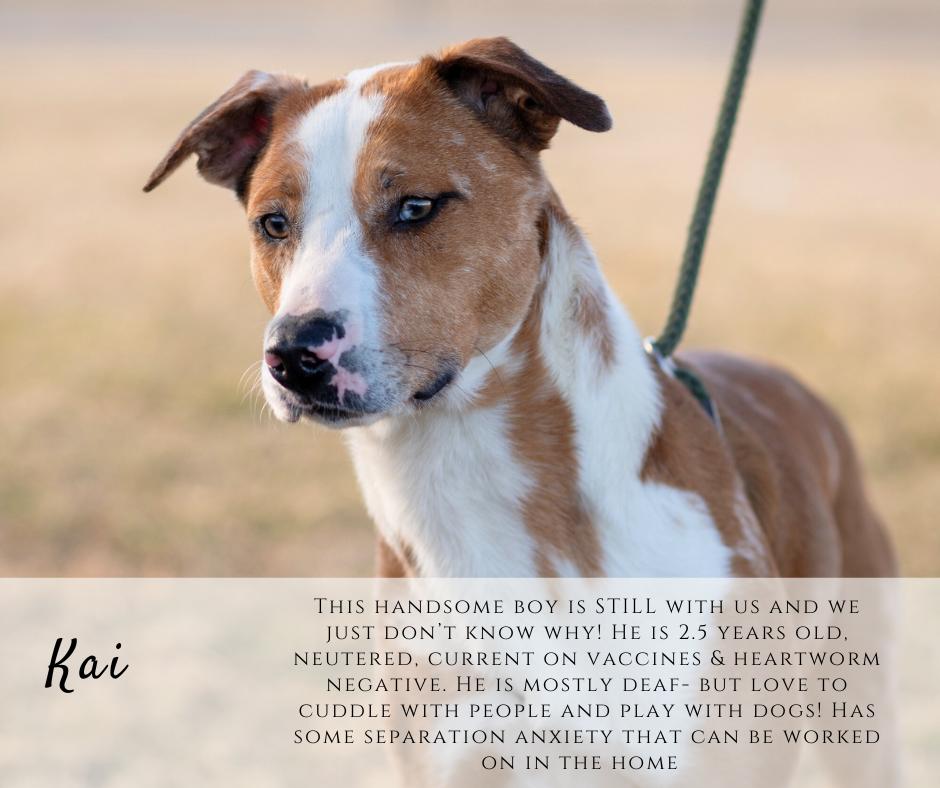 Kai, ADOPTABLE, Adult Male Border Collie & Australian Cattle Dog / Blue Heeler.