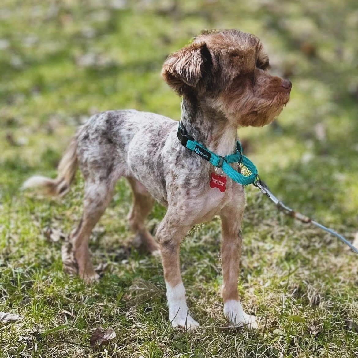 Enlarge Alix, a ADOPTABLE mixed breed in West Falls, NY image 2/3