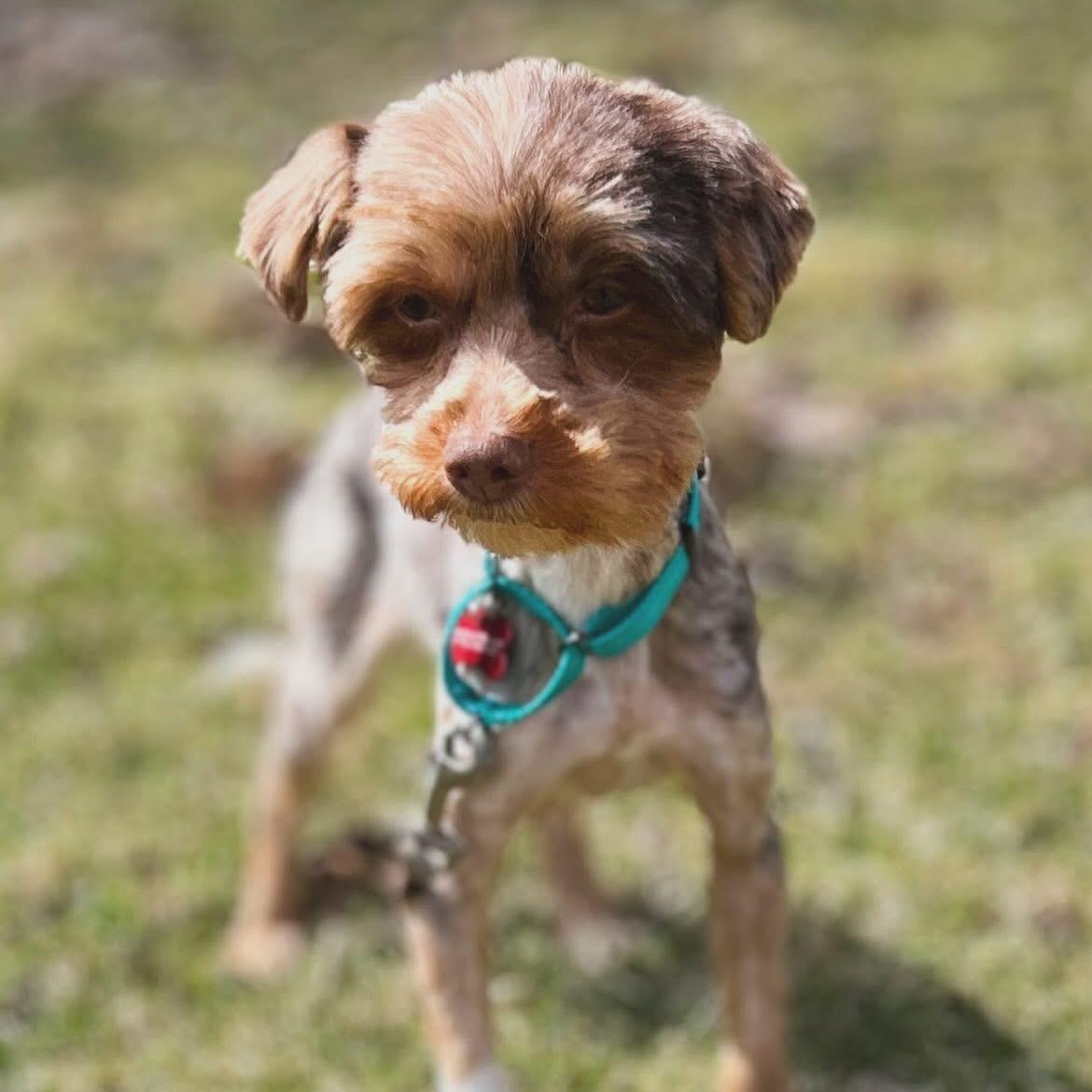 Enlarge Alix, a ADOPTABLE mixed breed in West Falls, NY image 1/3